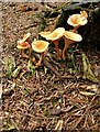 Fungi on a conifer stump