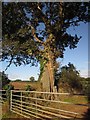 Oak at Trevashmond