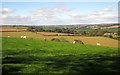 Sheep near Pinglestone