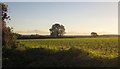 Field near Tredudwell