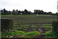 A new crop near Clay Bank Farm