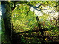 Autumn under the oak