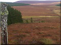 NC5521 : Dismantled fence east of forest plantation on Cnoc an Doire near Crask Inn, Sutherland by ian shiell
