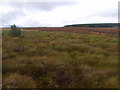 NC5522 : Self-seeded pine on blanket bog near Feith a' Chuill south of Crask Inn, Sutherland by ian shiell