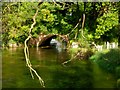 Bridge carrying (disused) railway over the river, New Alresford