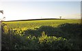 Field near Tredudwell