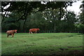 Earthworks or old enclosure marks in Grainsby Park