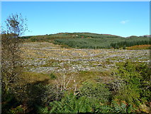 NX4571 : Clear felled area of forestry near Benera by Anthony O'Neil