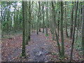 Path in Writtle Bank, Hylands Park