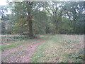 Path into Stocking Wood