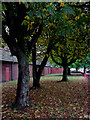 Underneath the maple trees in Willenhall, Walsall