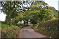 Mid Devon : Country Road