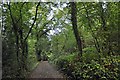 Path through the Groves