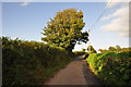 Mid Devon : Country Lane