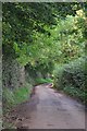 Mid Devon : Country Lane