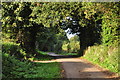 Mid Devon : Country Lane