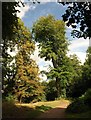 Trees above the Frome