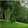 Birch trees in Willenhall, Walsall