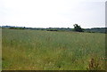 Grassland near Weir Wood Reservoir