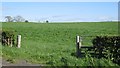 Silage crop, Neilshill