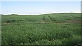 Cereal crop near Auchencruive