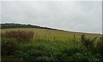 SU3967 : Field boundary, south of Shepherd's Bridge by Christine Johnstone