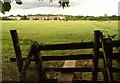 Cattle near Filton Cemetery