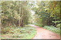 The Centenary Walk, Epping Forest