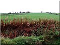 Archill Townland