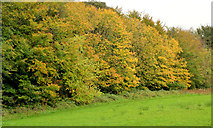 J4681 : Autumn trees, Crawfordsburn by Albert Bridge