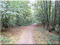 Ringwood Forest, footpath