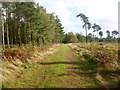 Ringwood Forest, forestry road