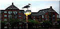 Belfast City Centre - Seagull on a Light 