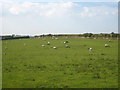 Field of sheep at Triggabrowne