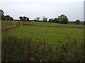 Grazing near Tykesburn