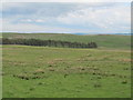 Moorland and woodland northwest of Yatesfield