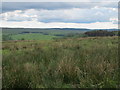 NY8596 : Moorland and woodland east of Horsley by Mike Quinn