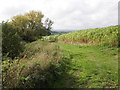 Autumn crop, Toulton Farm