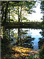 Pond by Manor Farm