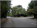 Willow tree, Lime Tree Gardens, Lowdham