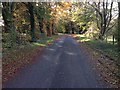 Minor road through Bruntsfield Wood