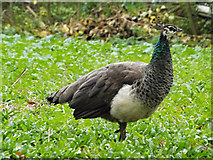 TM3569 : Peahen on Church Lands Trust field by Geographer