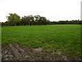 Grazing field beside Starkey Lane