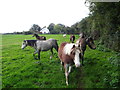 Ponies on a footpath through a grazing field