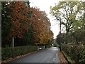 Autumn comes to Osbaldeston Lane