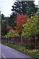 Autumn leaves at Bisterne Close