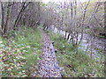 Duckboards carrying the path