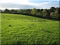 Sheep grazing in a field