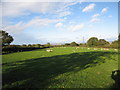 Sheep grazing in a field