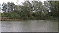 Pond near Priory Bridge, Flitch Green